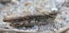 Acrotylus sp.